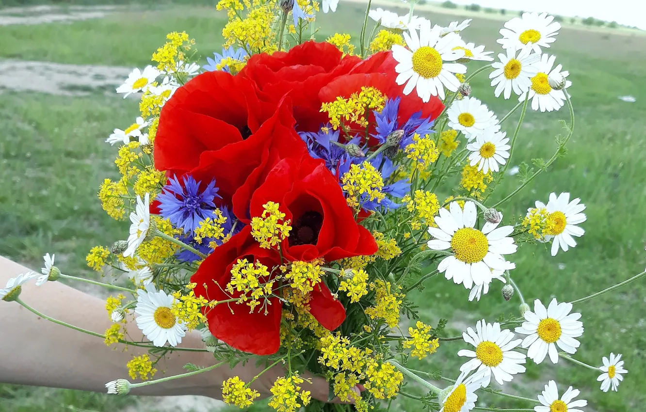 Фото обои FLOWERS, SUMMER, SUN