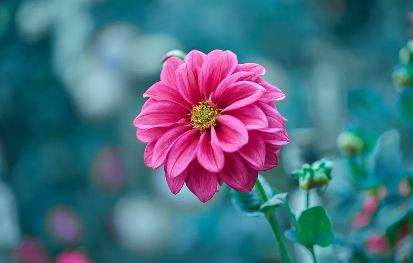 Фото обои цветок, розовая, георгина, голубой фон, боке