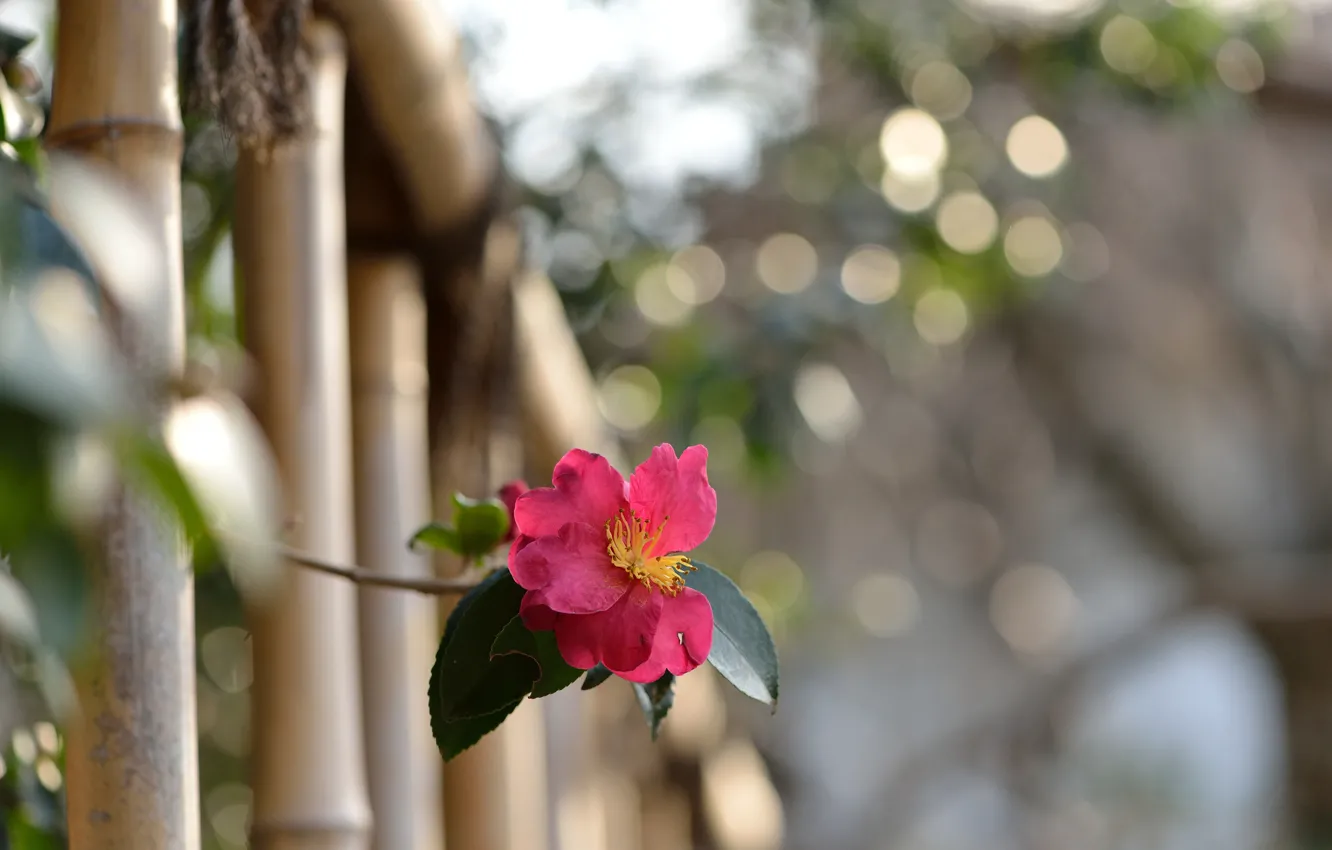 Фото обои цветок, природа, забор, растение, ветка, ограда, Камелия Sasanqua