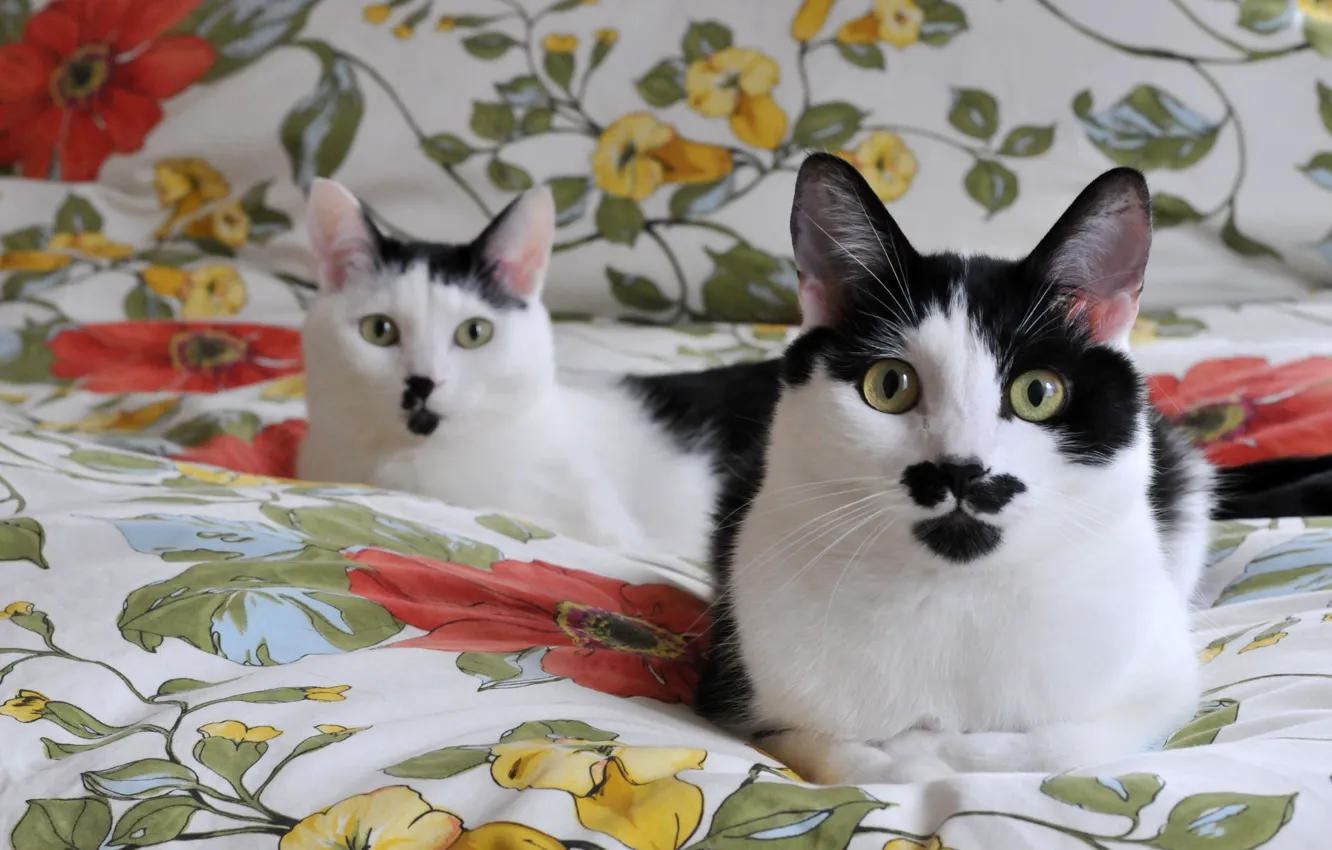Фото обои кошки, одеяло, мордочки, черно белые