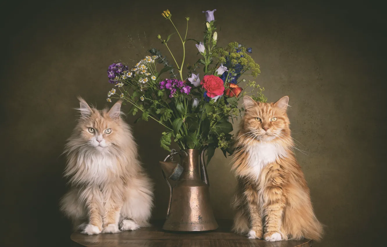 Фото обои кошка, кот, кошки, цветы, коты, пара