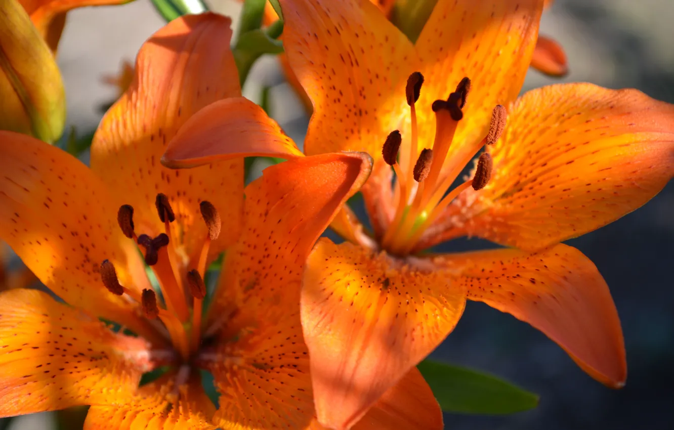 Фото обои макро, цветы, оранжевые, Лилии