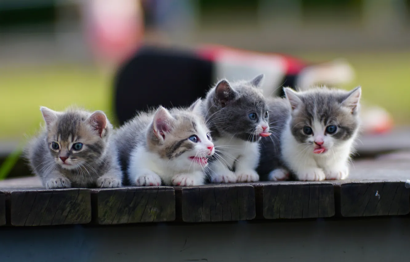 Фото обои котята, малыши, квартет, Манчкин
