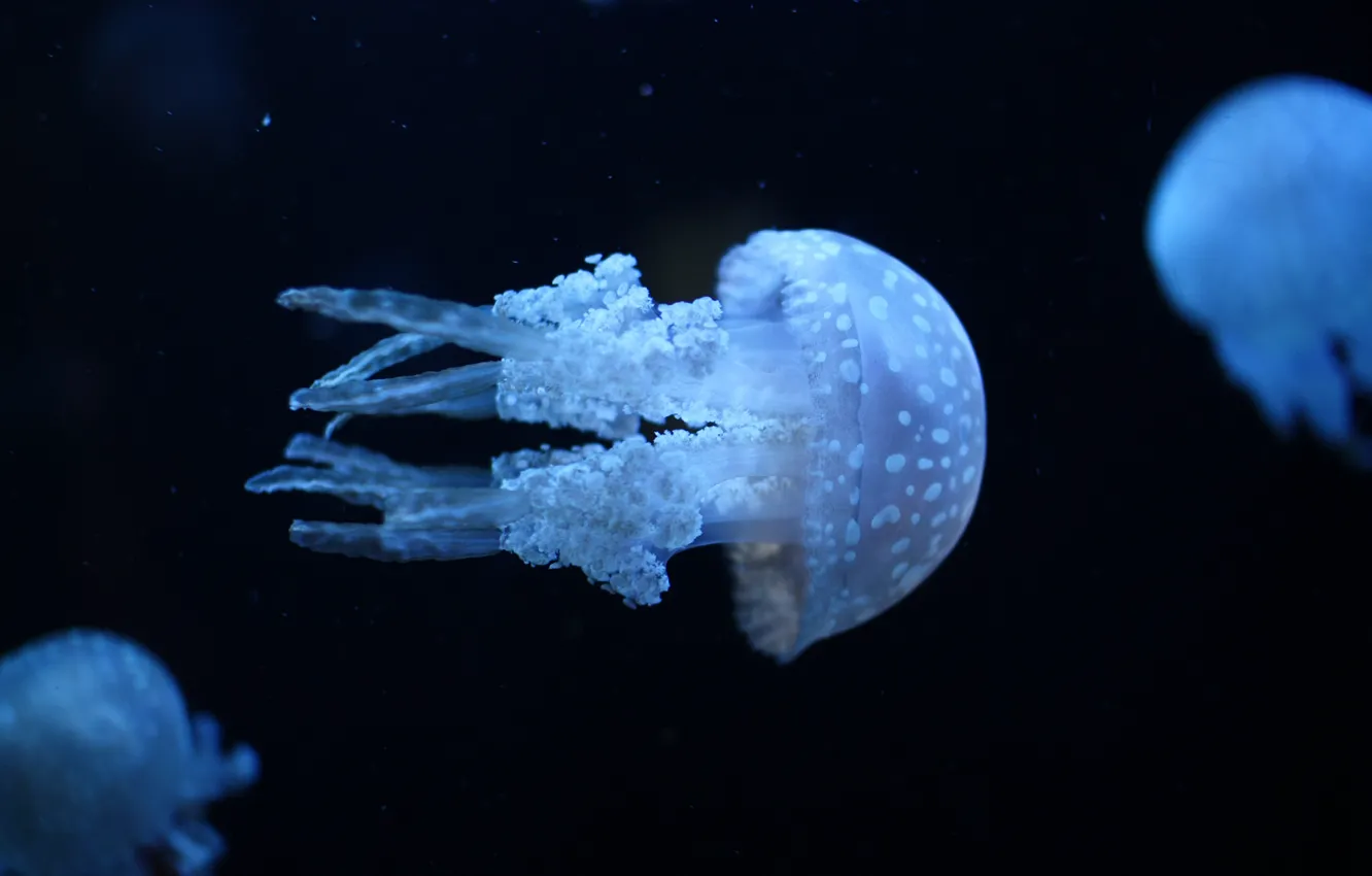 Фото обои море, вода, медузы, ультрафиолет