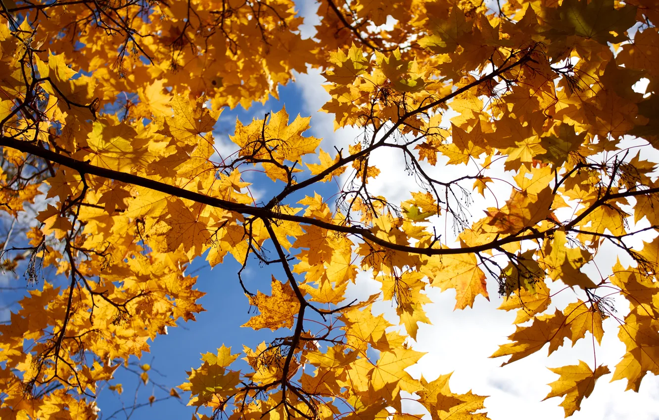 Фото обои осень, небо, листья, облака, дерево, клен