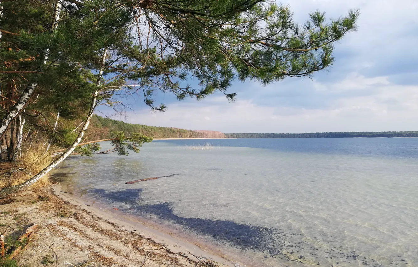 Фото обои вода, озеро, сосны, дерево над водой