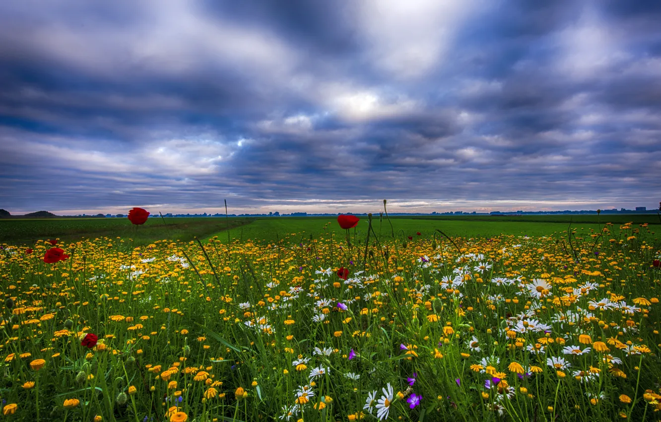 Фото обои поле, небо, трава, облака, цветы, маки, ромашки, вечер