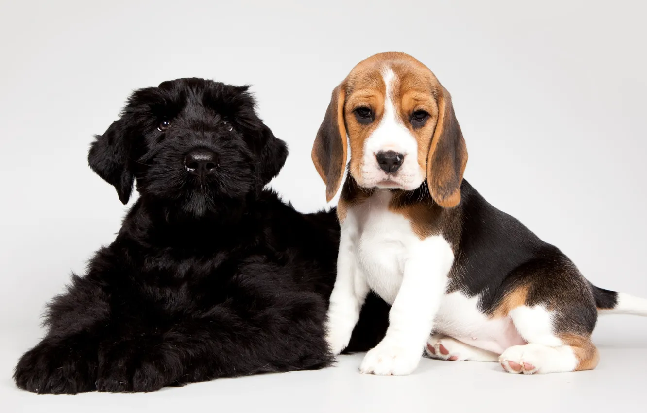 Фото обои черный, щенки, малыши, пятнистый, бигль