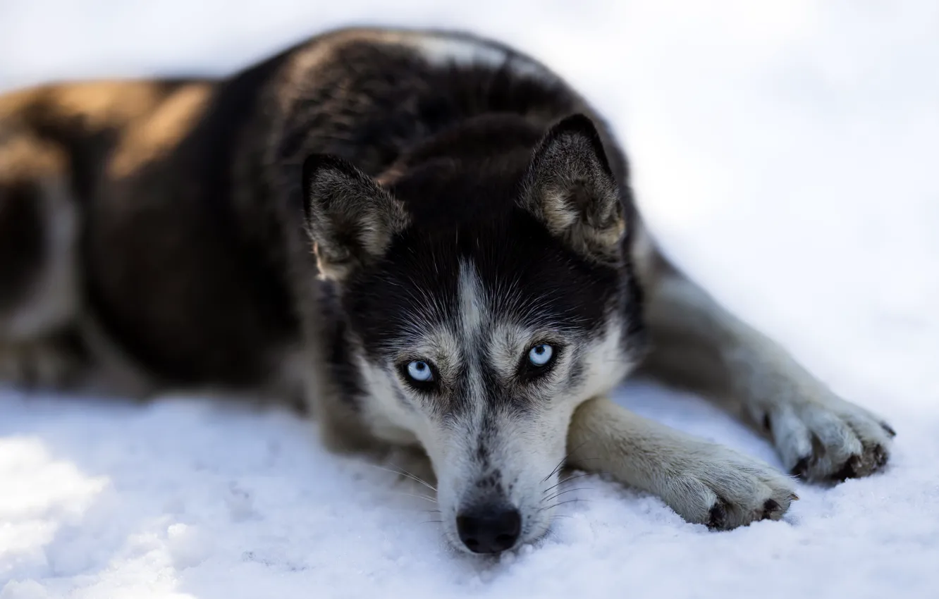 Фото обои зима, взгляд, морда, снег, собака, лапы, лежит, хаски