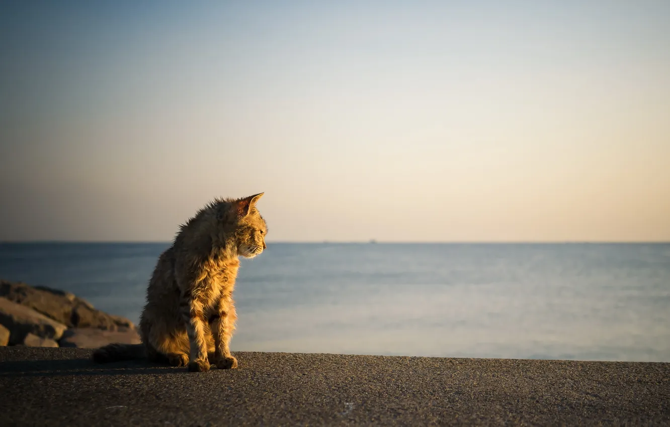 Фото обои море, кошка, свет