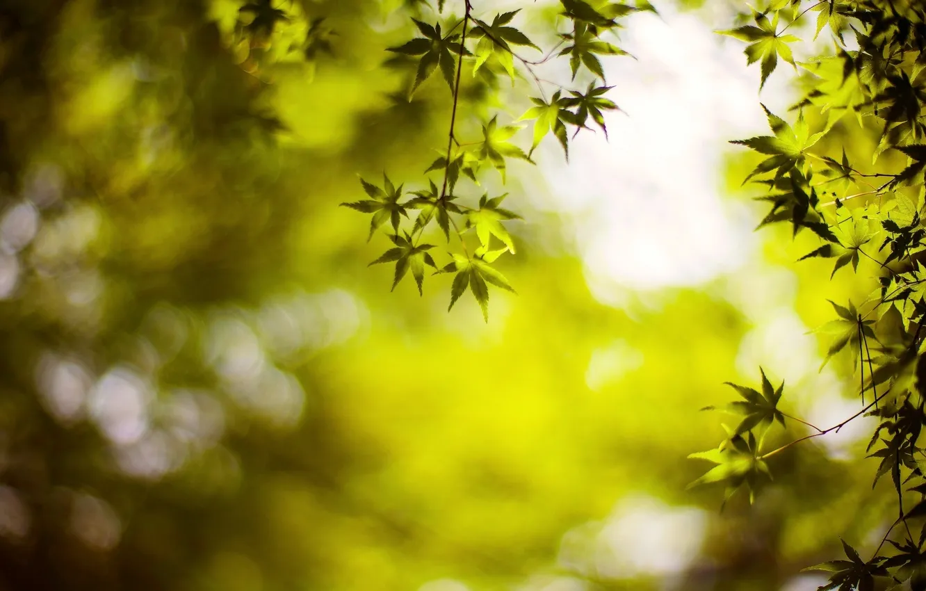Фото обои листья, макро, зеленый, фон, дерево, обои, размытие, wallpaper