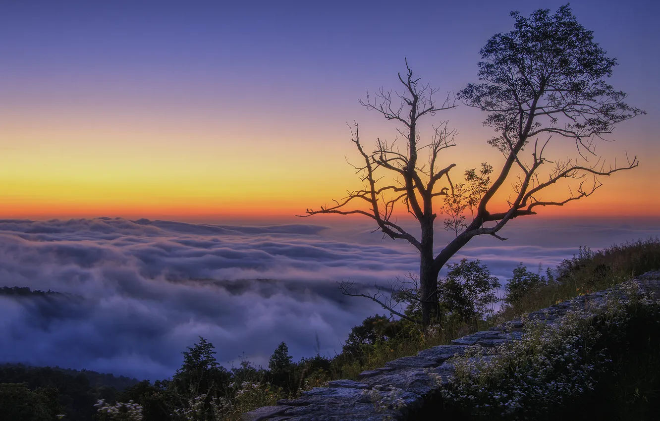Фото обои облака, горы, восход, дерево, утро, вершина