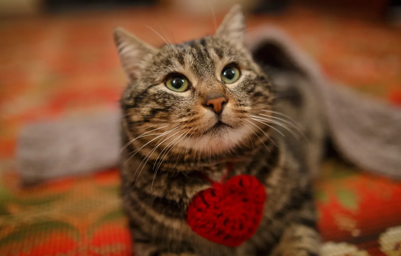 Фото обои кошка, кот, взгляд, сердце