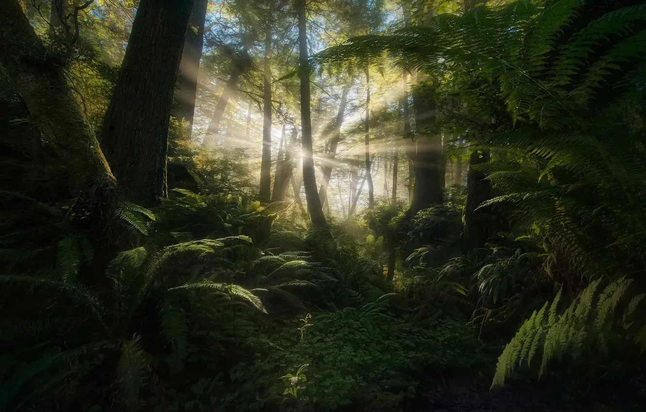Фото обои лес, солнце, лучи, свет, папоротники