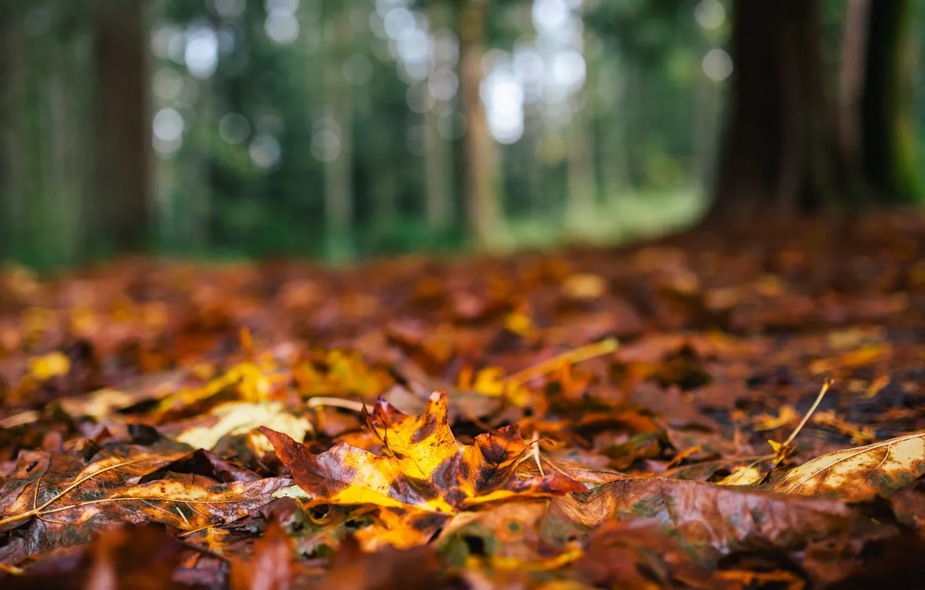 Фото обои осень, лес, листья, макро, деревья, природа, желтые, коричневые