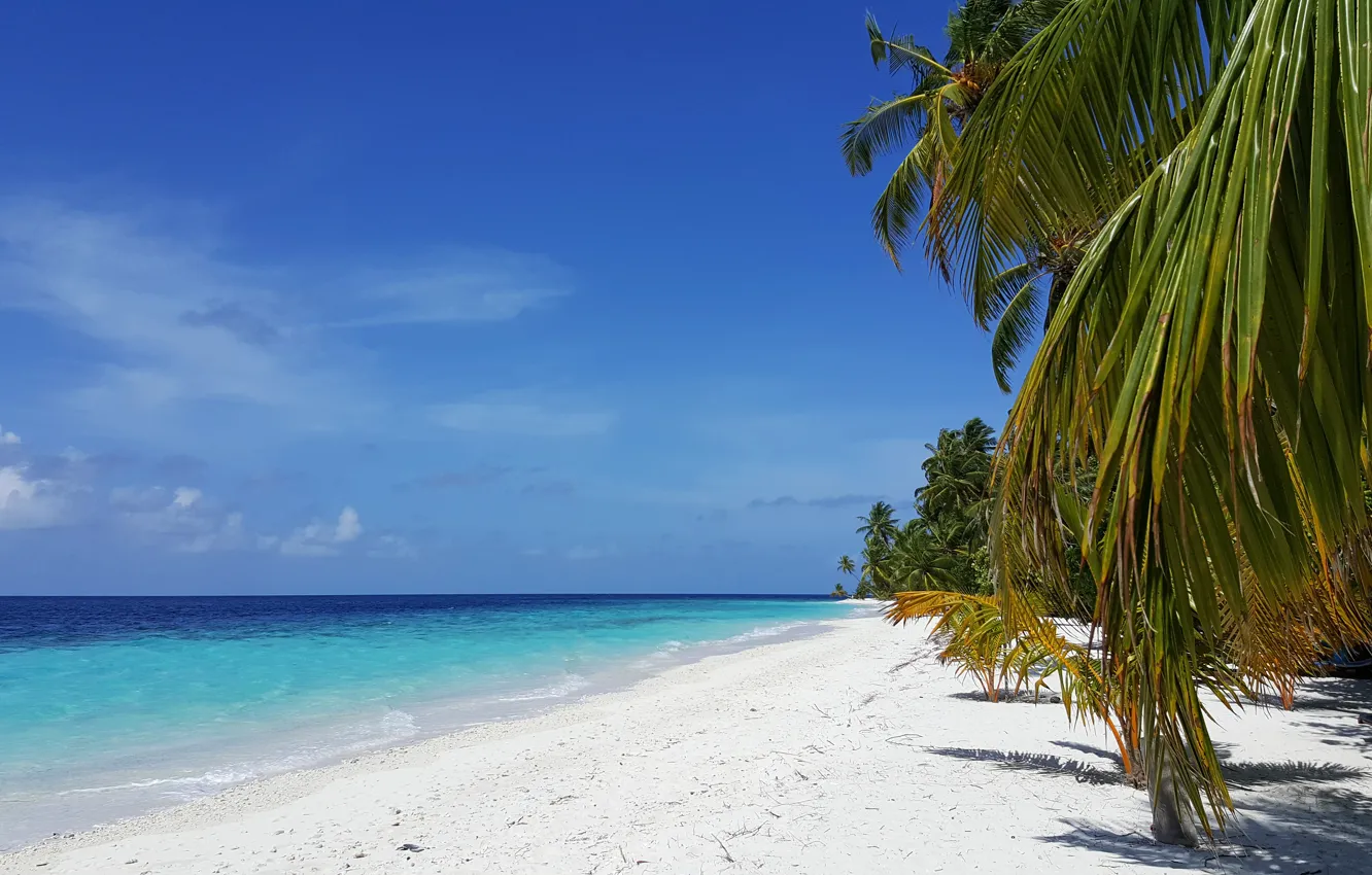 Фото обои пляж, тропики, пальмы, океан, экзотика, белый песок, oстров, Мaldives