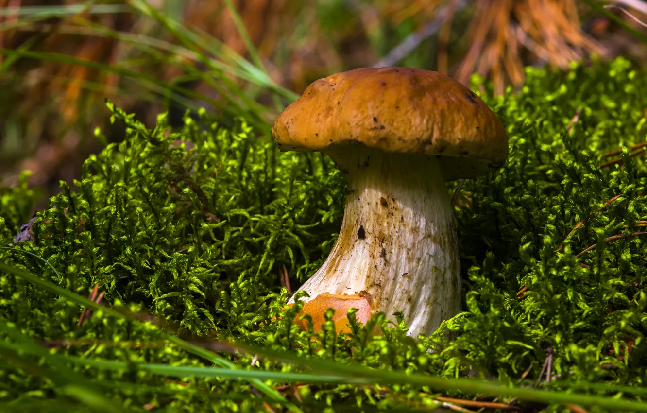 Фото обои грибы, Природа, боровик, съедобные грибы