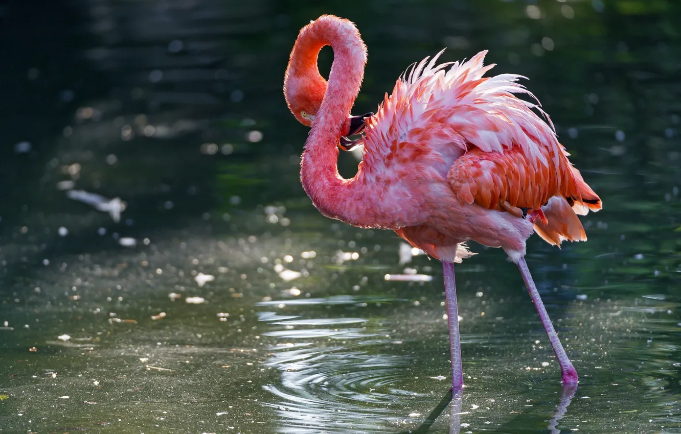 Фото обои вода, птица, розовый фламинго
