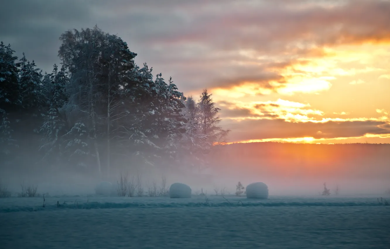 Фото обои зима, снег, деревья, закат, туман, Швеция, северная