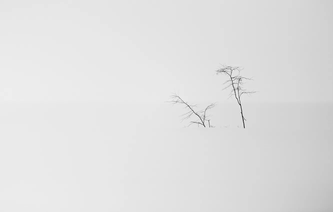 Фото обои снег, деревья, природа, минимализм