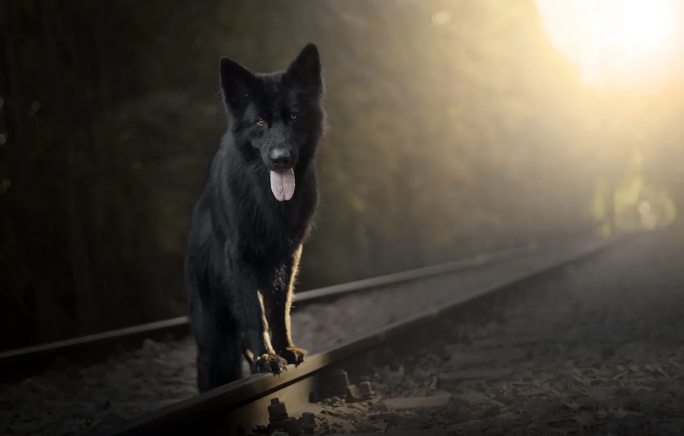 Фото обои друг, собака, железная дорога