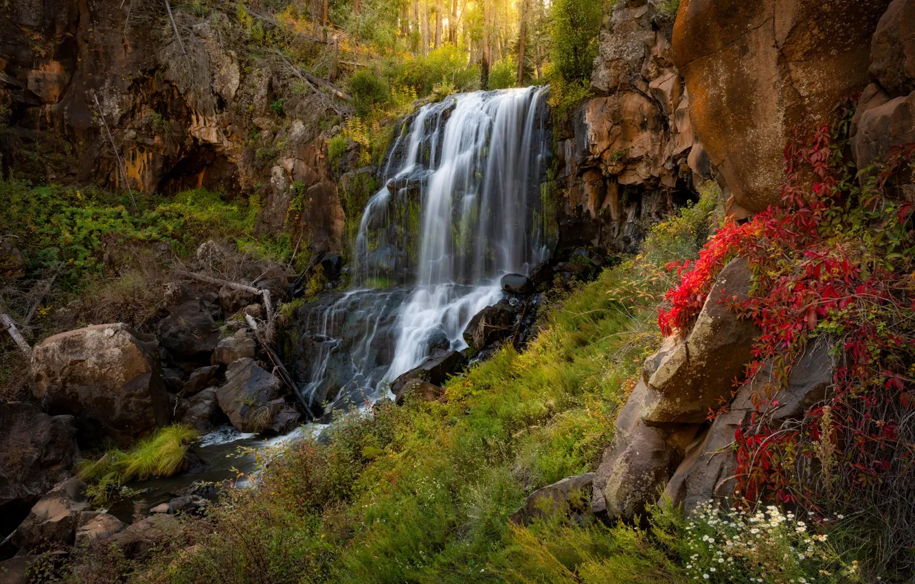 Фото обои лес, скала, водопад, Аризона, Arizona, White Mountains