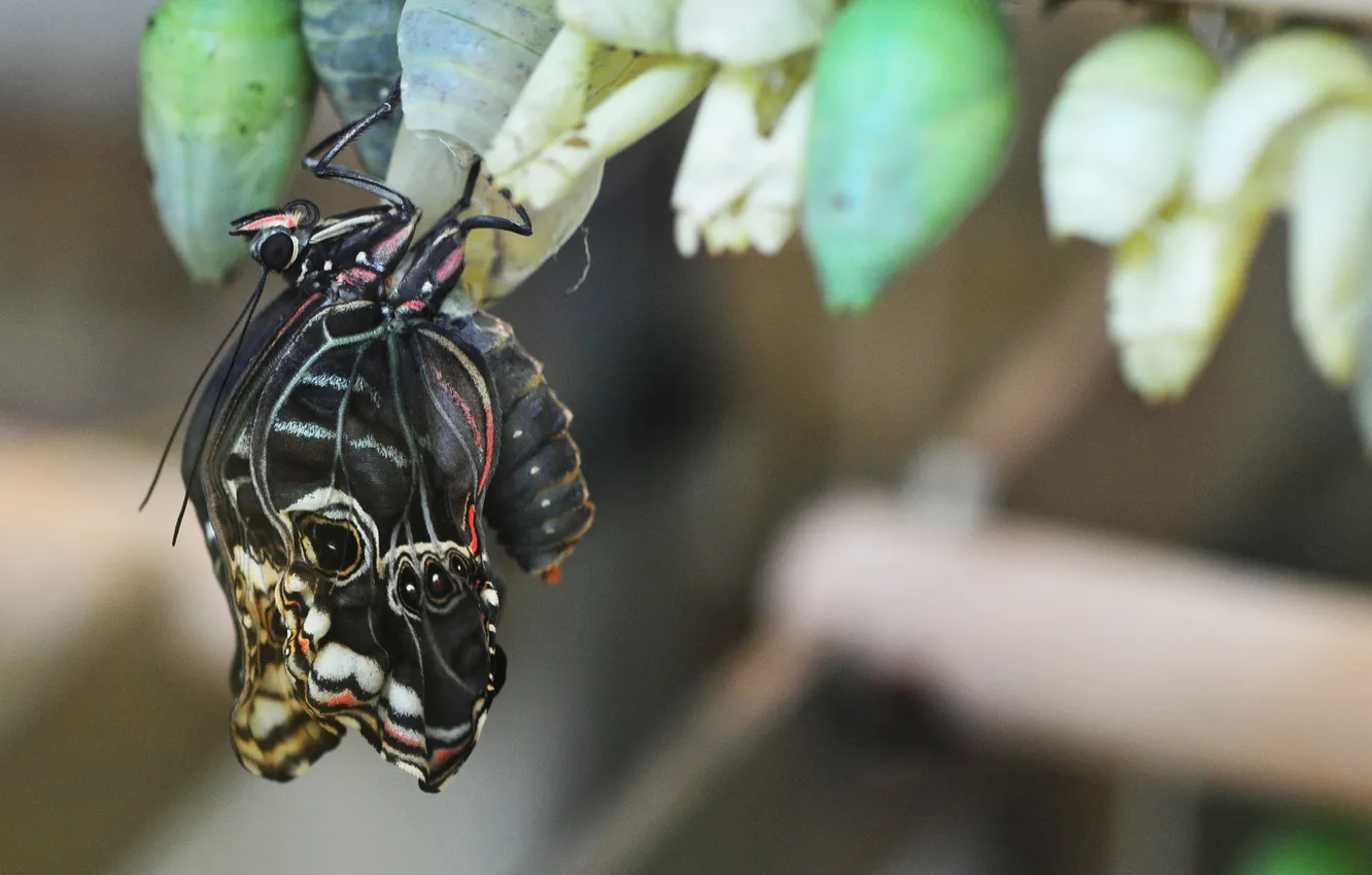 Фото обои бабочка, коконы, рождение, шелкопряд