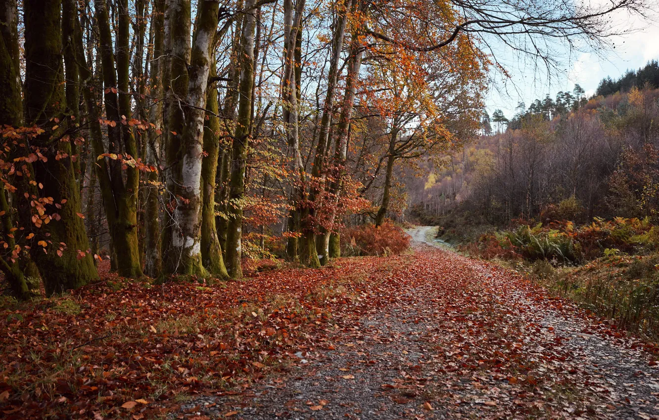 Фото обои дорога, осень, природа