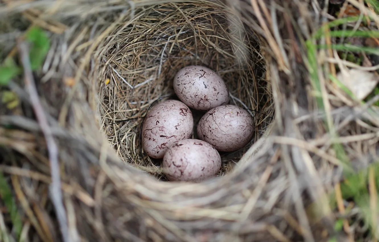 Фото обои фон, яйца, гнездо