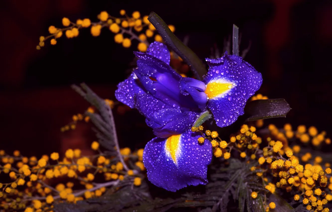 Фото обои фиолетовый, капли, цветы, темный фон, желтые, ирис