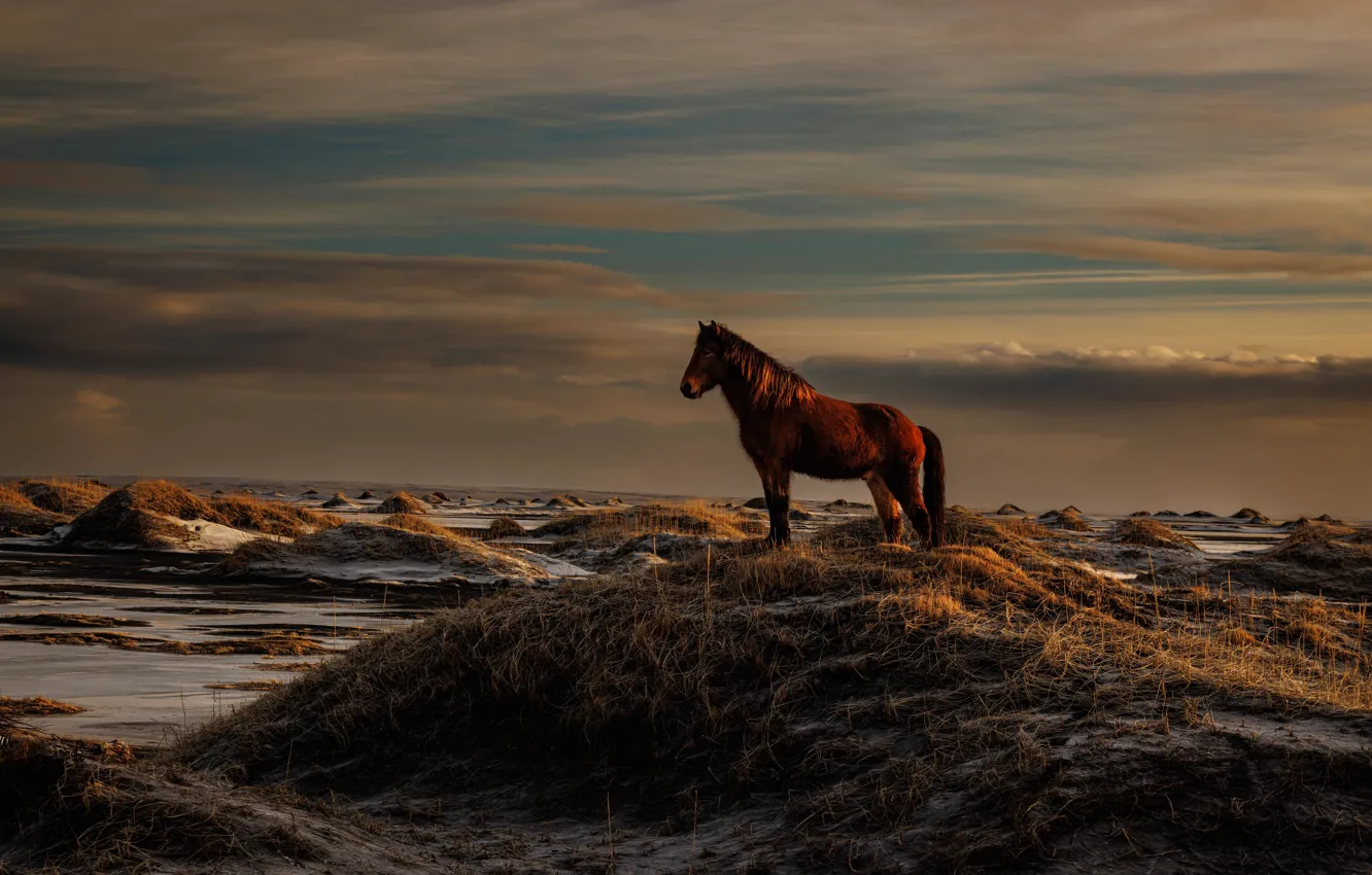 Фото обои конь, холмы, лошадь