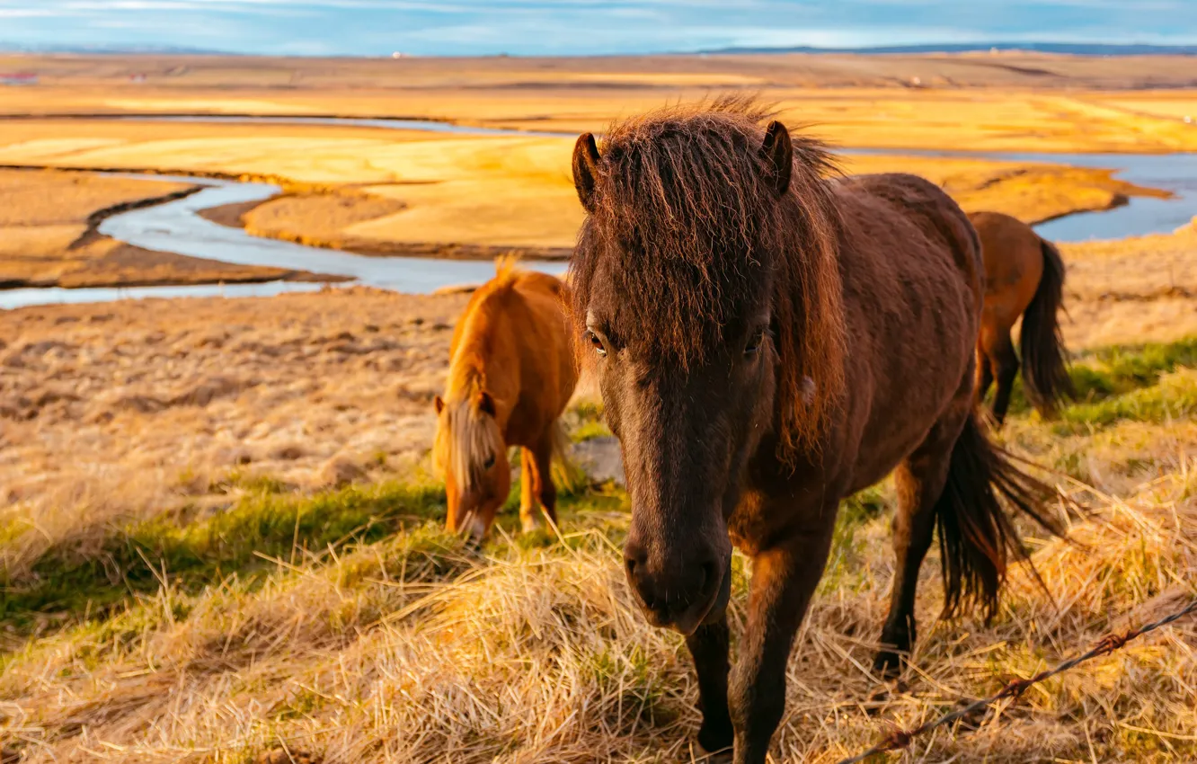 Фото обои осень, трава, взгляд, морда, природа, поза, река, конь