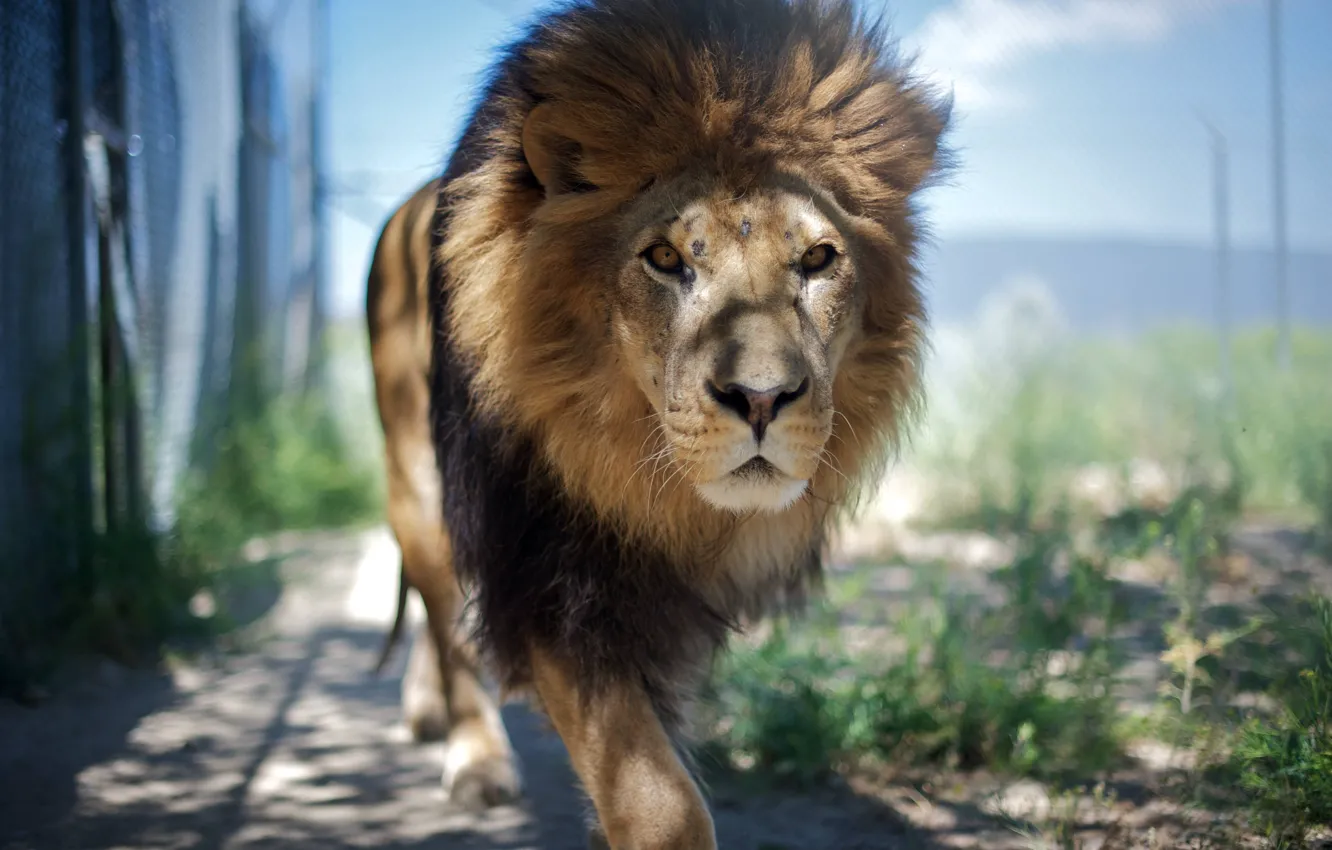Фото обои животное, лев, царь, зверь, смотрит, animal, идёт