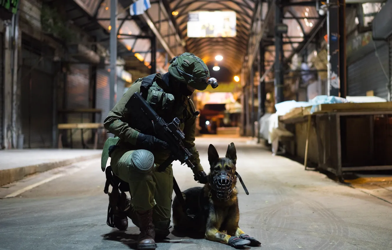 Фото обои собака, солдат, автомат, служба