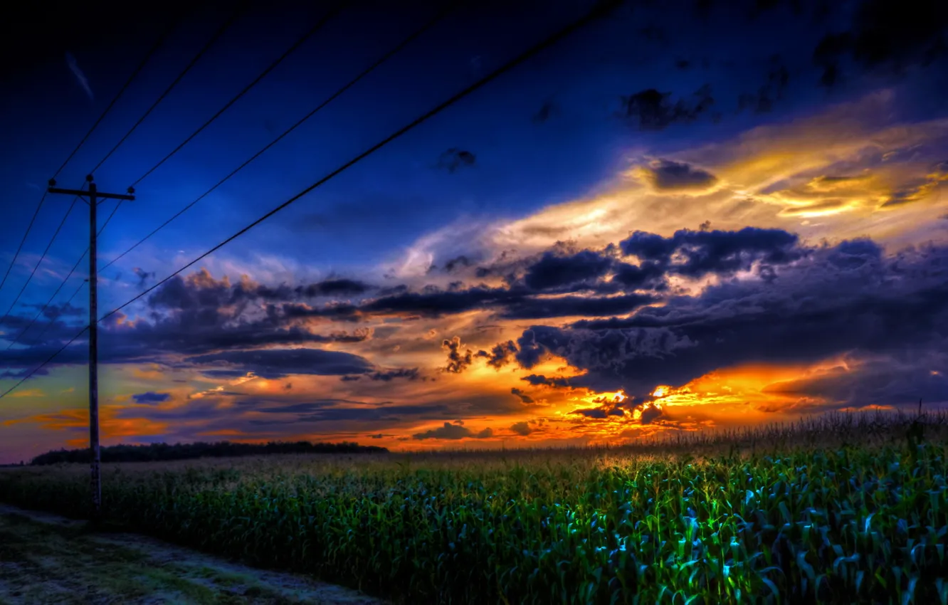 Фото обои пейзаж, закат, провода, кукуруза