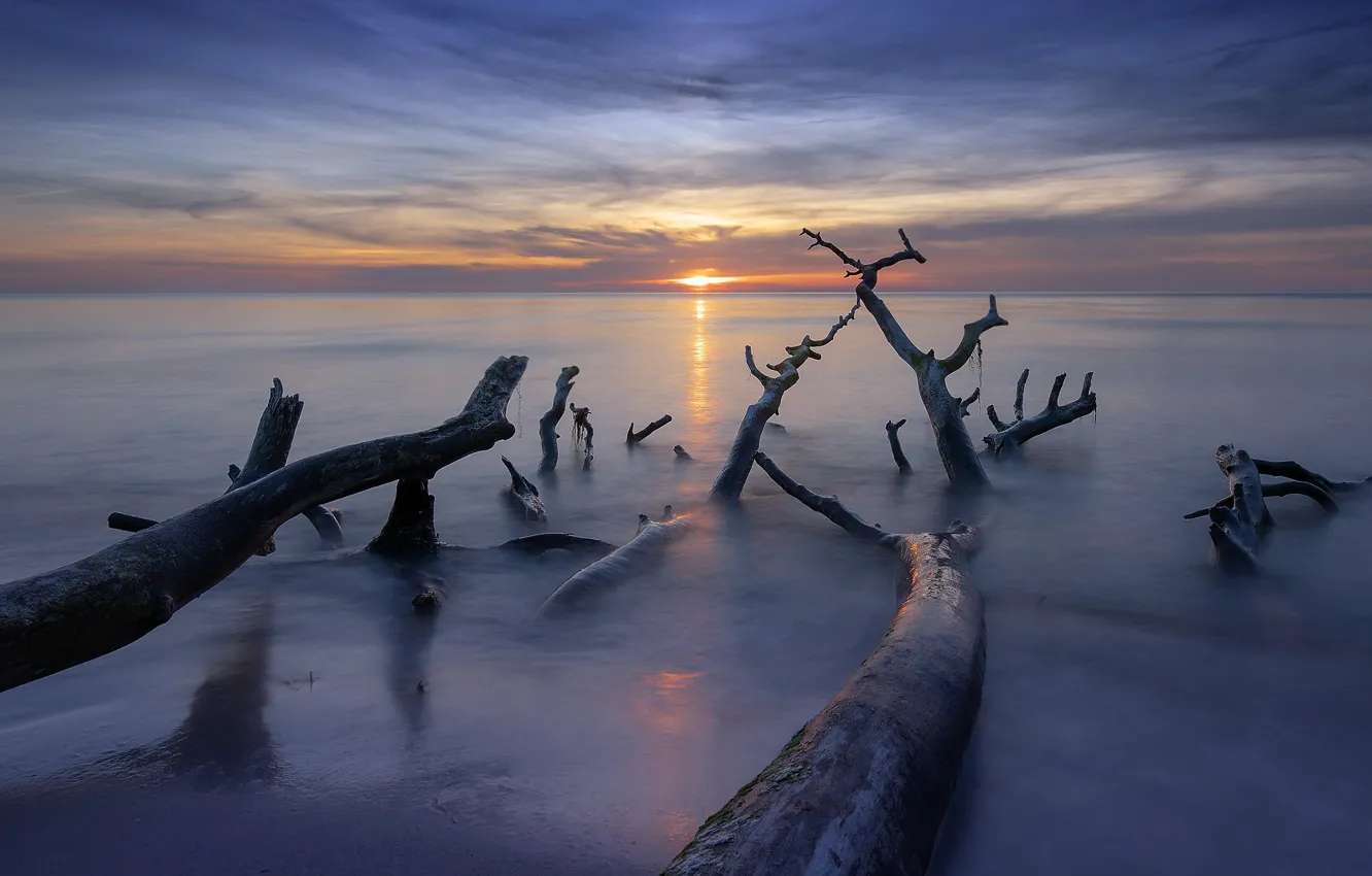 Фото обои море, закат, дерево, берег