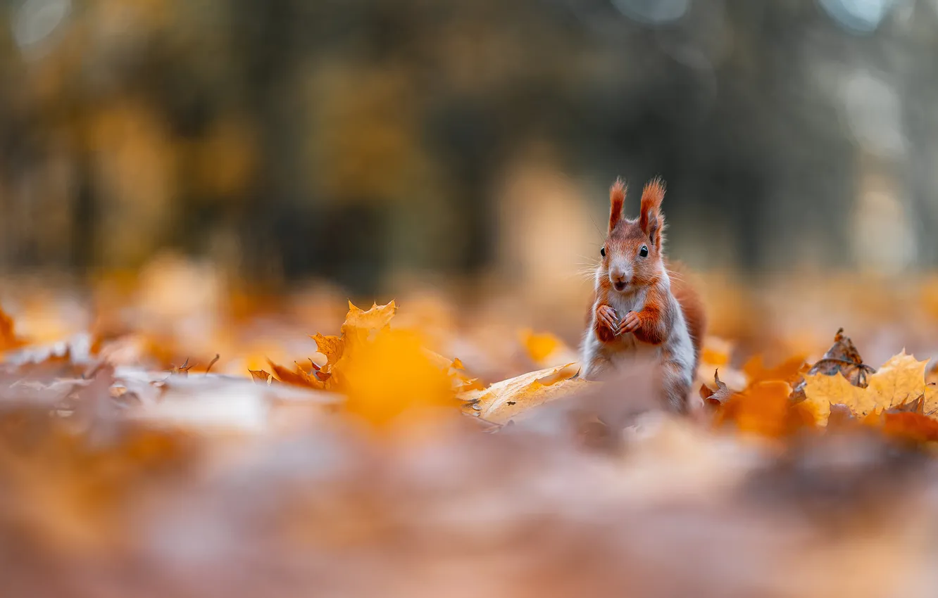 Фото обои осень, природа, листва, лапки, белка, рыжая, сидит, боке