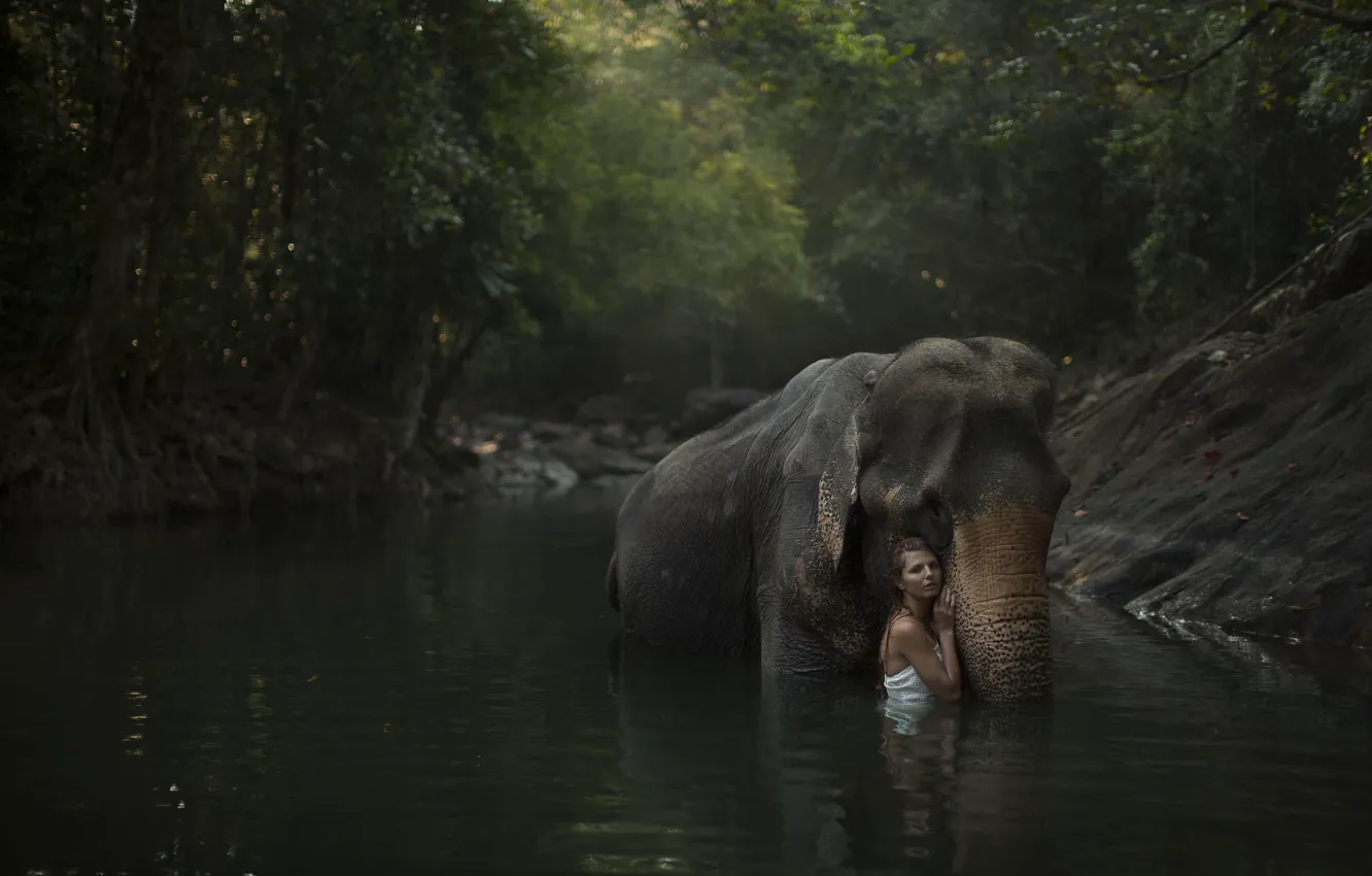 Фото обои лес, девушка, река, модель, слон