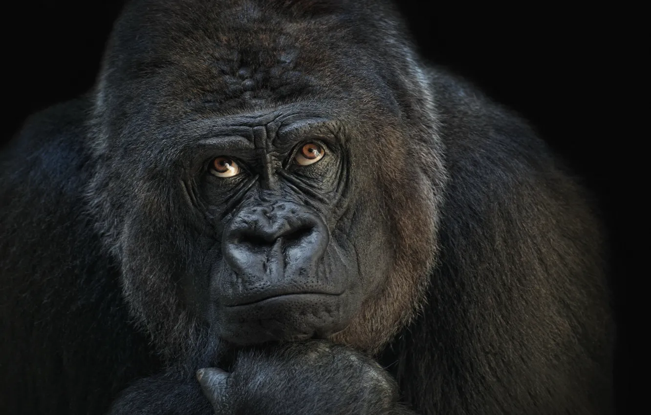 Фото обои обезьяна, горилла, мыслитель