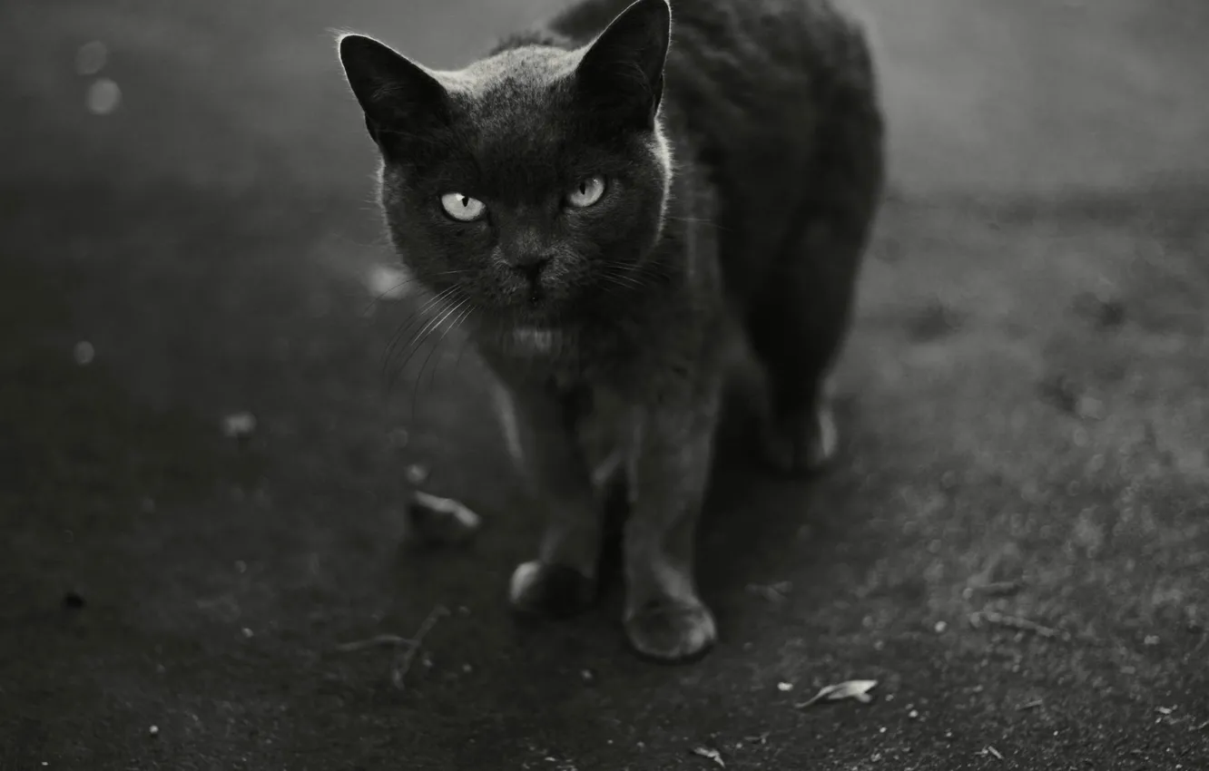 Фото обои кот, черно-белое, смотрит