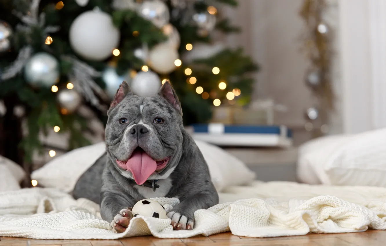 Фото обои язык, комната, животное, праздник, новый год, собака, подушки, ёлка