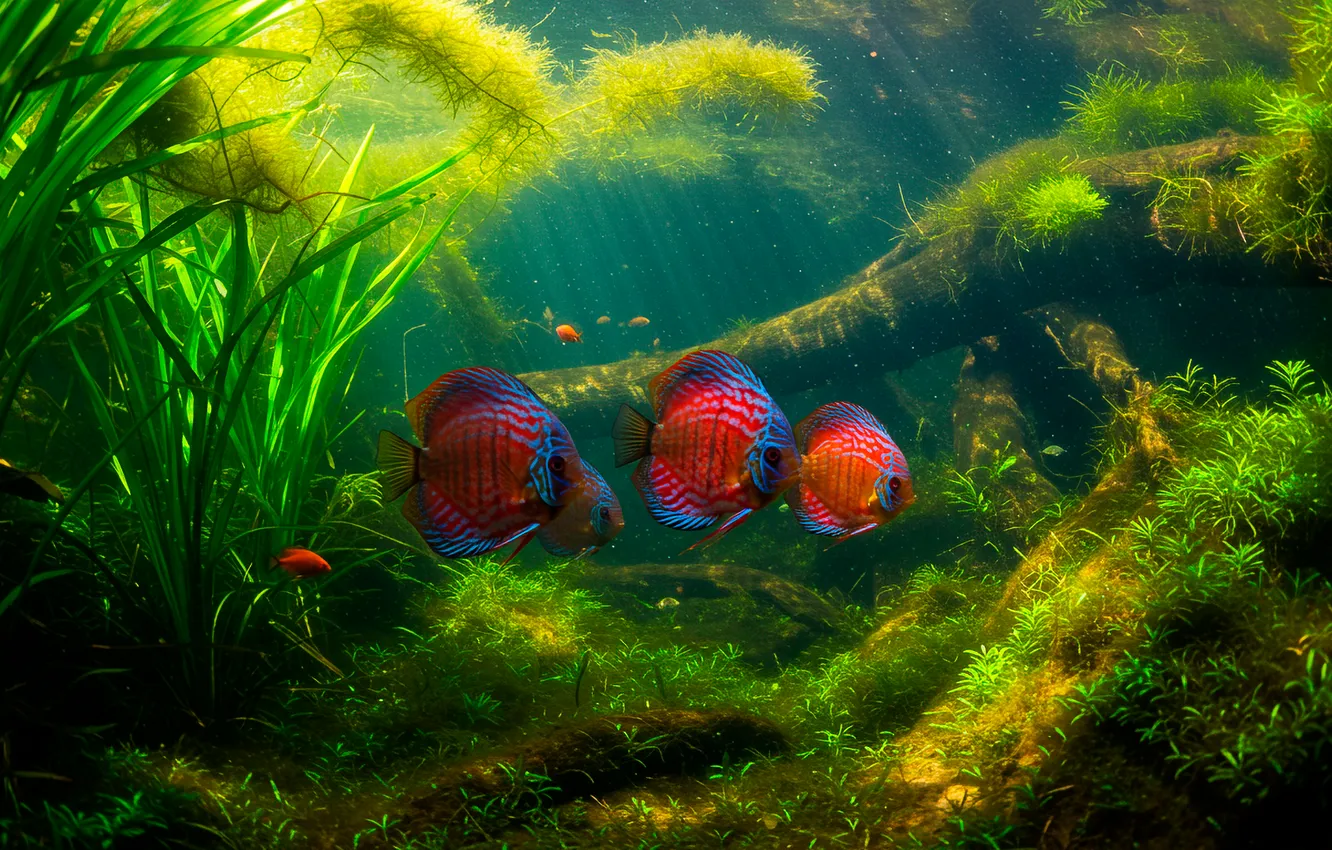 Фото обои обои, Вода, растения, рыба, wallpaper, подводный мир, water, солнечные лучи