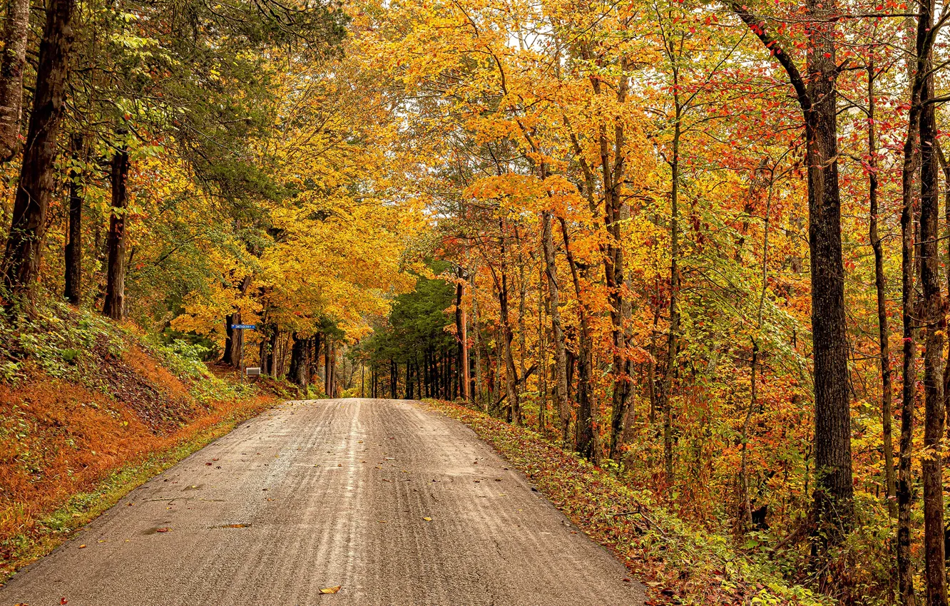 Фото обои дорога, осень, лес, деревья, США, Virginia, Rose Hill