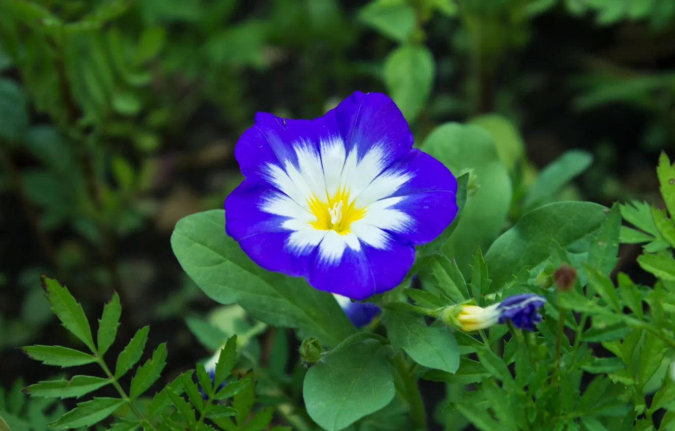 Фото обои Макро, Macro, Blue flower, Синий цветок