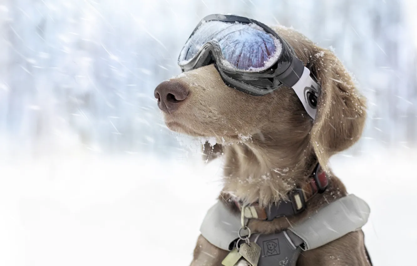 Фото обои зима, снег, собака, очки, спортивные, горнолыжные