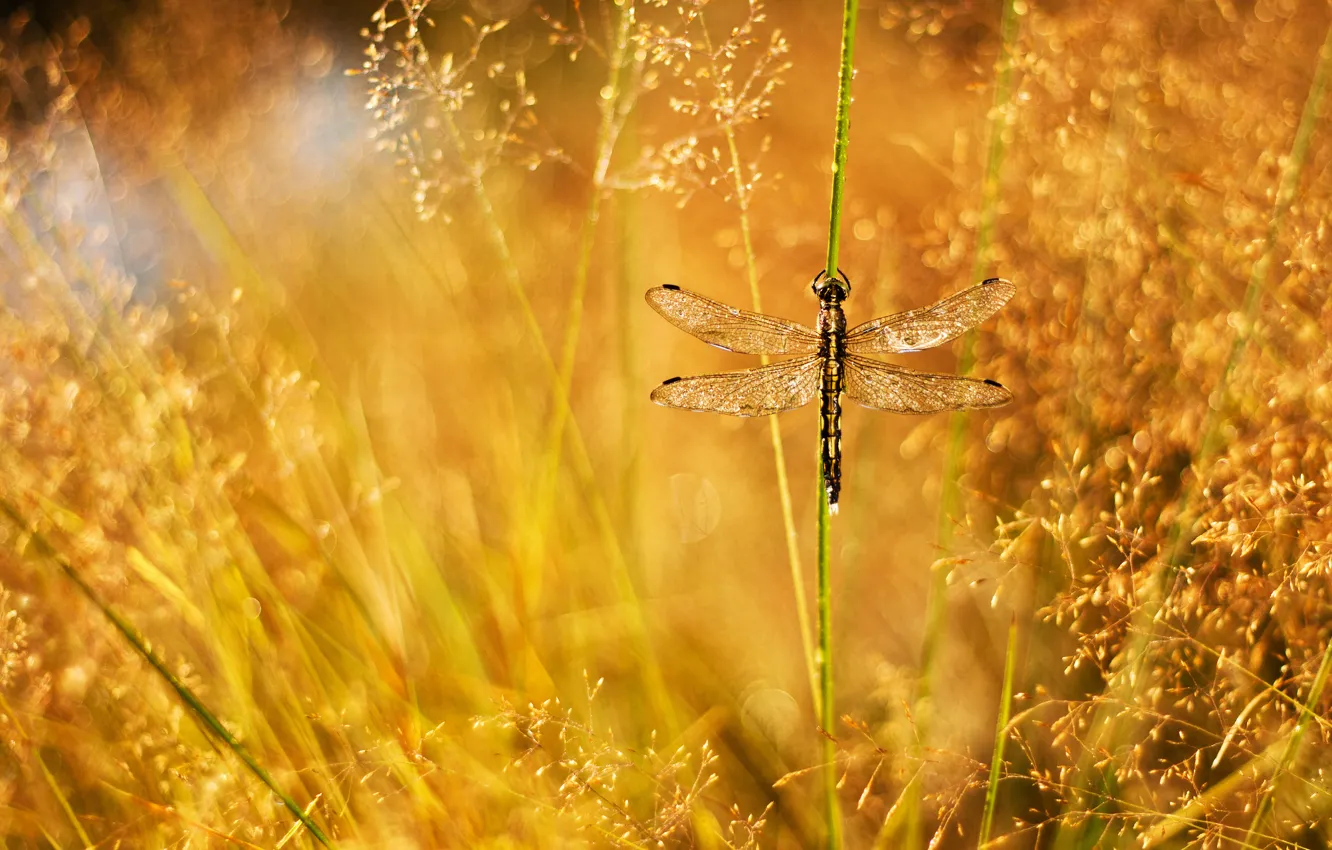 Фото обои трава, капли, роса, блики, стрекоза, травинка, метелки