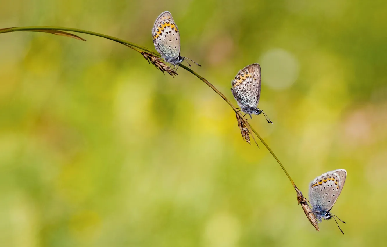 Фото обои бабочки, колоски, трио, светлый фон, травинка