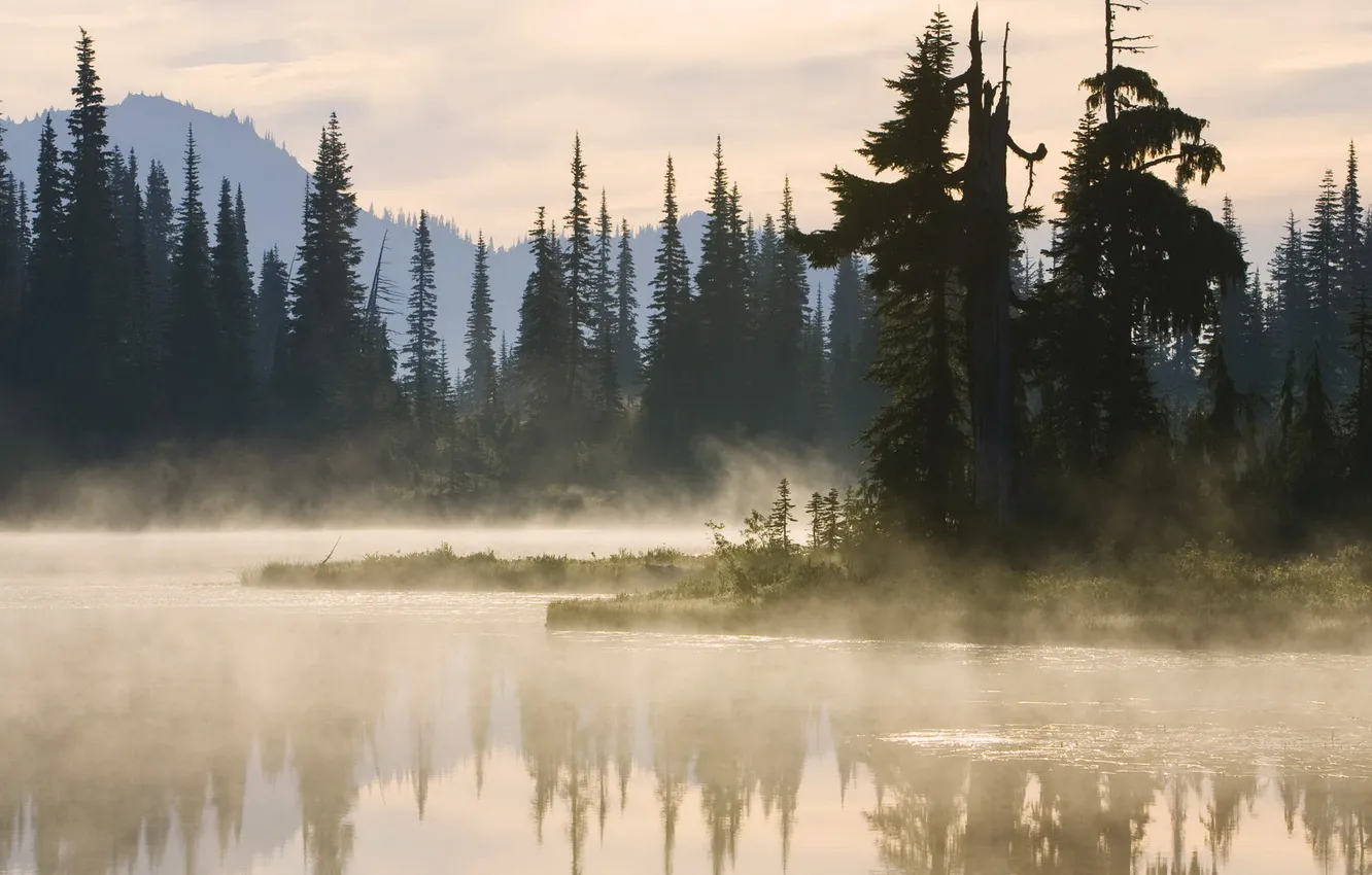 Фото обои лес, вода, деревья, туман, отражение, река, тишина, ели