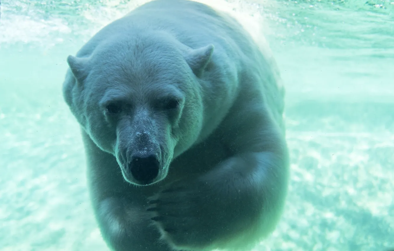 Фото обои морда, хищник, купание, белый медведь, под водой