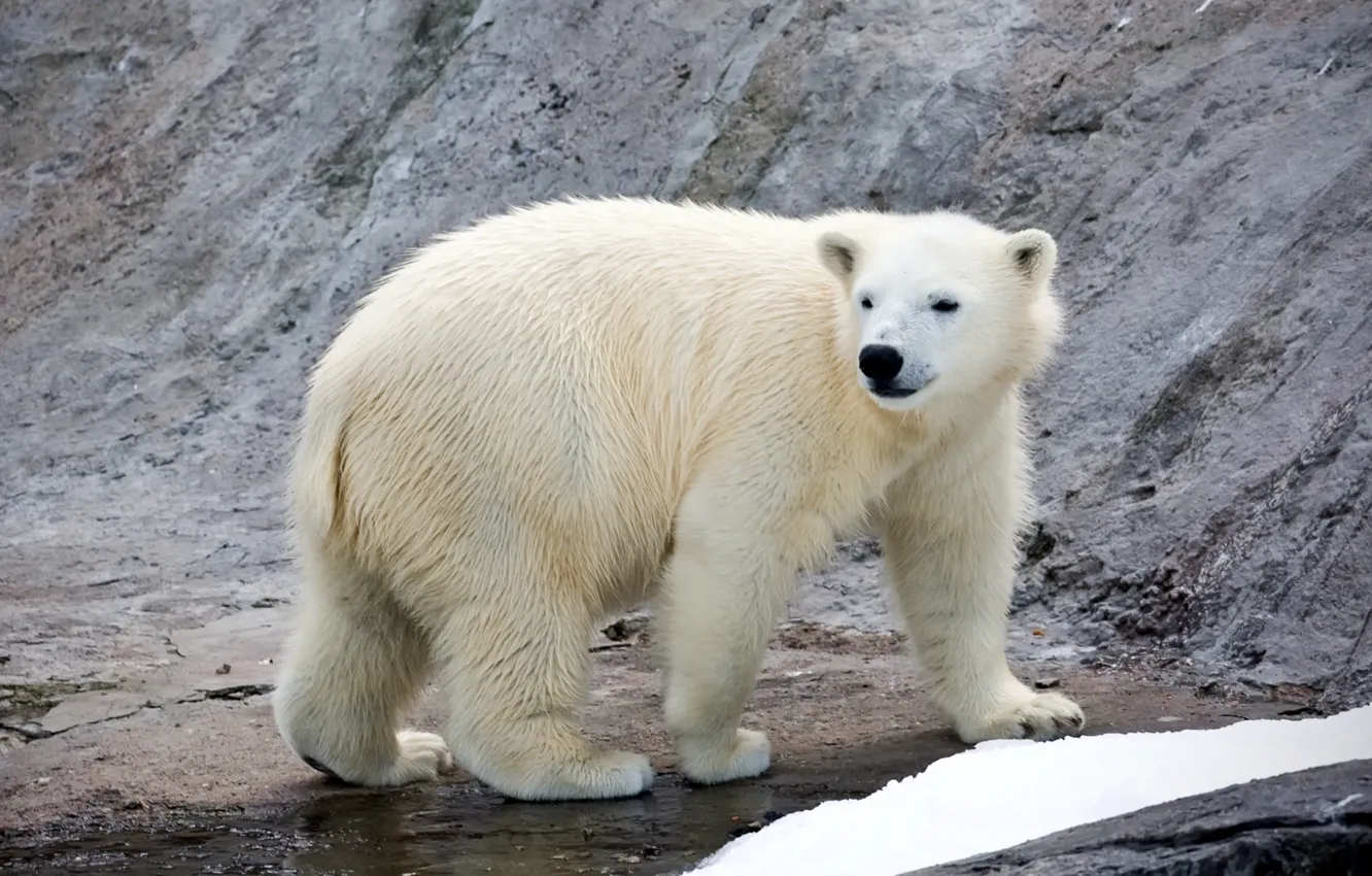 Фото обои хищник, белый медведь, полярный